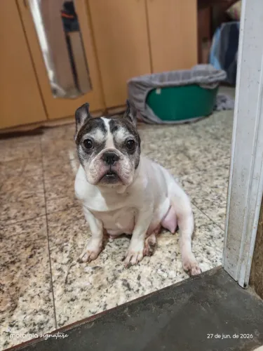 Filhotes de buldogue francês 