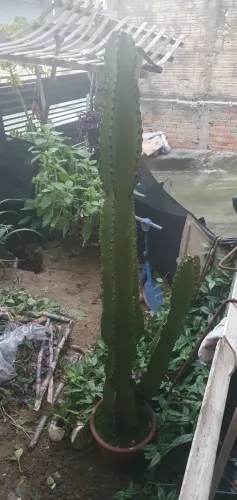 Kactos planta