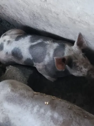 Porcos de diversos tamanhos