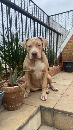 Procuro fêmea pra cruzar com o meu pitmonter