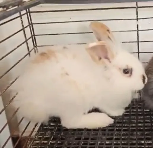 Coelho mini fuzzy