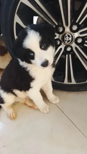 Borde collie