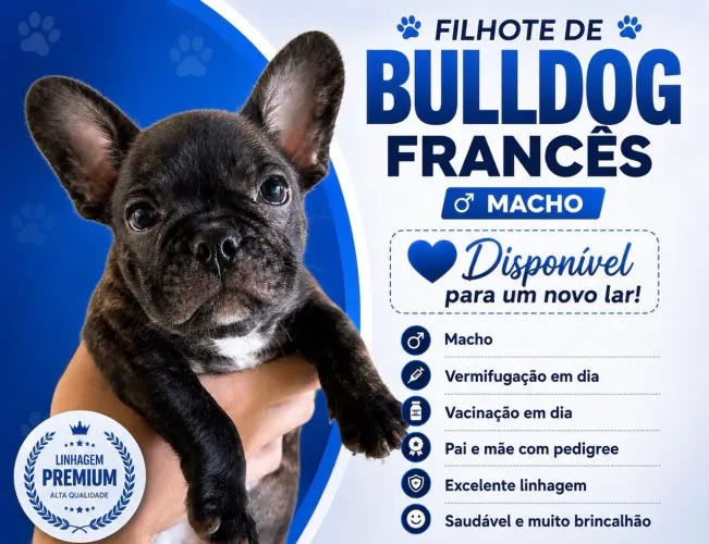 Filhote de buldogue francês