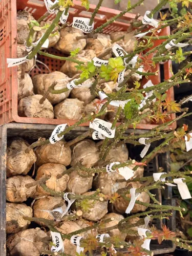 Mudas de rosas enxertadas, várias cores. Entregamos na sua casa