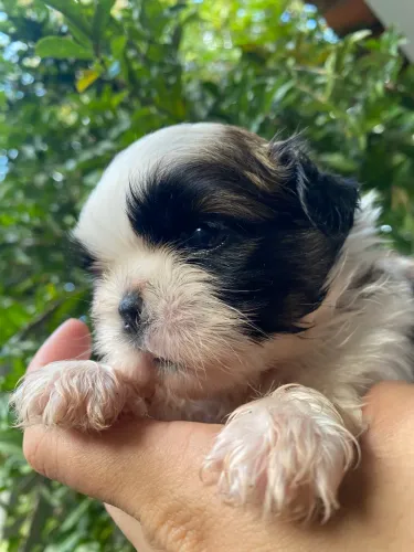 Filhote Shih Tzu Raça Pura 