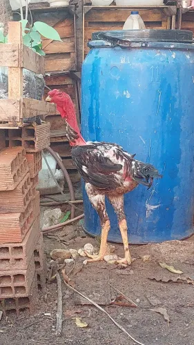 Indio gigante polaco 