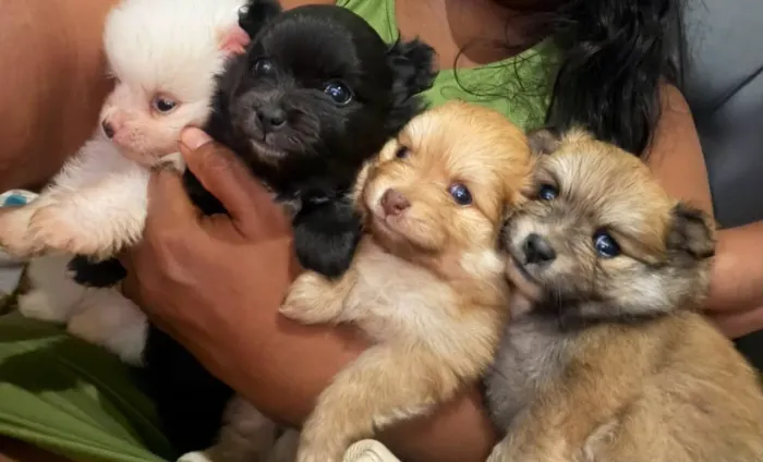 Vendo dogs