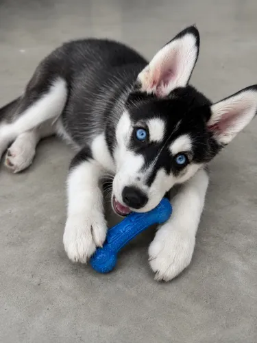 husky siberiano