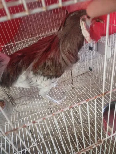 Trio de galinha raça espanhola, cara de palhaço