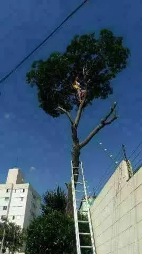 Poda de árvores e jardinagem