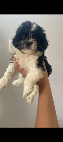Vendo shitzu macho