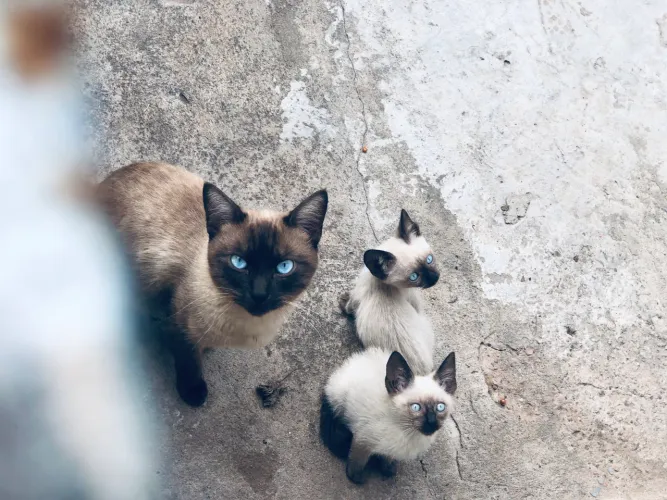 Gatos (Machos) para Adoção 