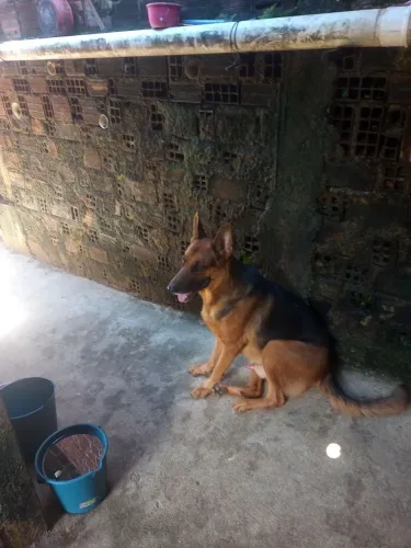 Cachorro pastor alemão capa preta 