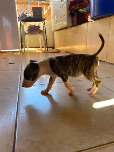Vendo Bull terrier fêmea 2 meses e 10 dias