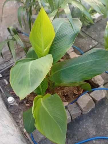 Planta CANA DA ÍNDIA
