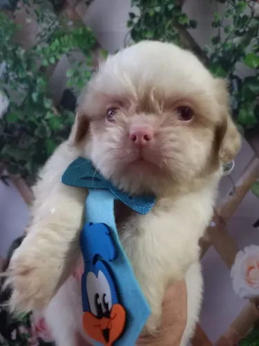 Shih Tzu Encantador Disponível
