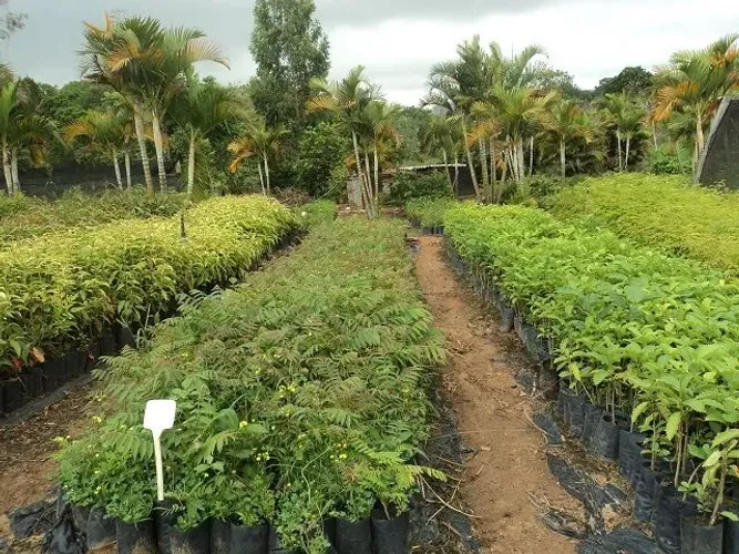 Mudas para Reflorestamento compensação ambiental recuperação de nascentes 