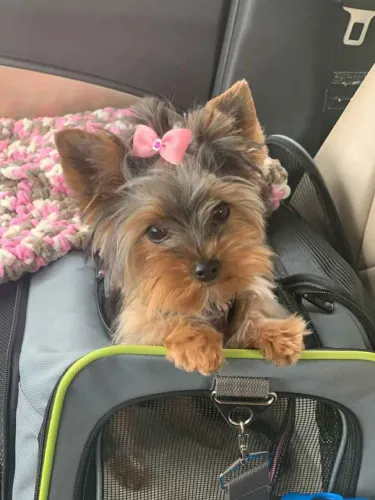 Filhote Yorkshire Terrier, O presente mais especial que você pode se dar!