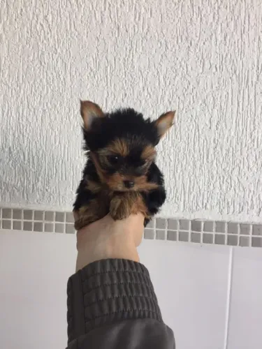 Yorkshire Terrier trabalhamos com mais de 20 raças.