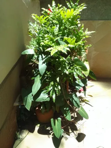 Antúrio trepador-Philodendron+Samambaia Americana.<br><br>Samambaia Americana