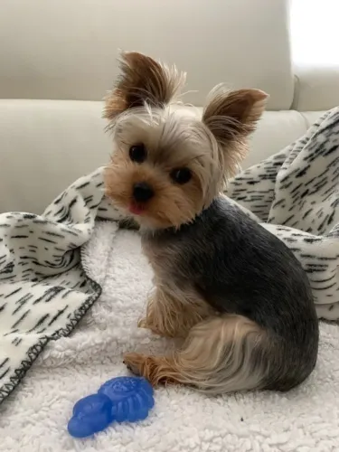 Yorkshire Terrier Fofo essas orelhas de pé vão te deixar apaixonada