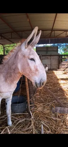 Jumento para cobertura 