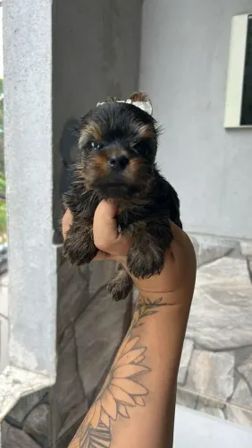 Filhote Yorkshire Terrier, Os mais brincalhões esperam por um lar cheio de amor!
