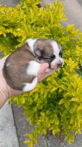 Machinho de Spitz Alemão 