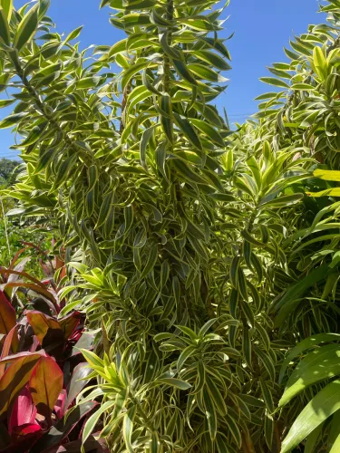 Muda de Pleoméle Variegata