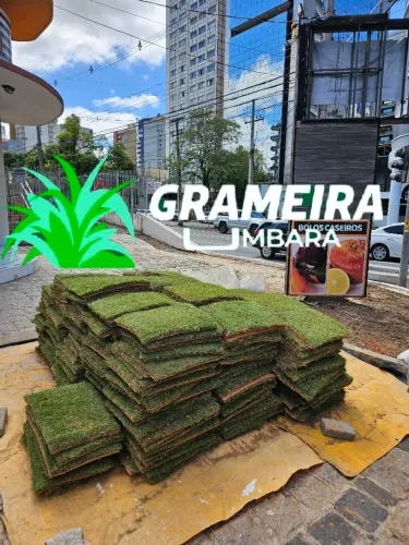 Grama Japonesa 