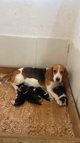 BEAGLES
