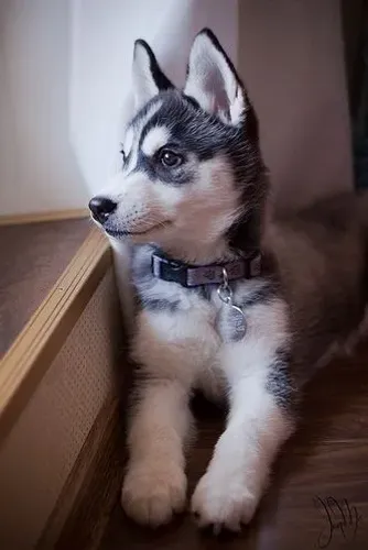 Husky Siberiano Filhote amor que supera qualquer obstáculo