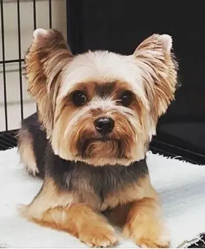 Yorkshire Terrier Macho e femea - Filhote Charmoso