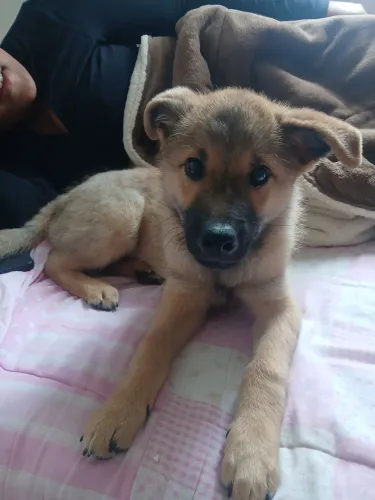 Vendo cachorrinho - R$ 600 ?