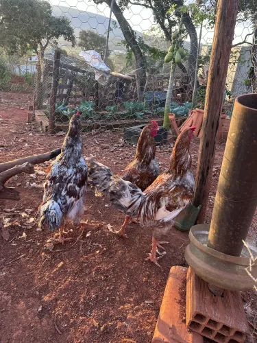Frangos Caipira