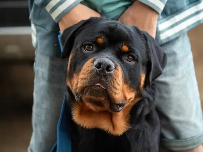 ? Ninhada de Rottweiler | Reserve Seu Novo Companheiro