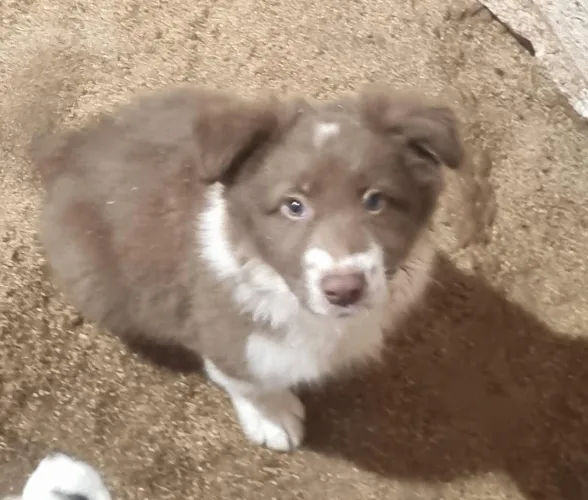 Filhotes Bordercollie