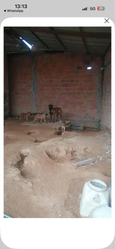 Vendo filhotes de pastor alemão 