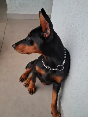 Doberman com 4 meses de idade linda 