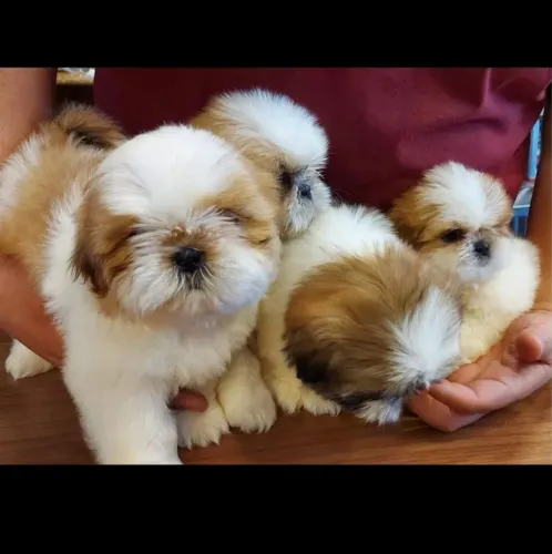 ShiTzu Mini 
