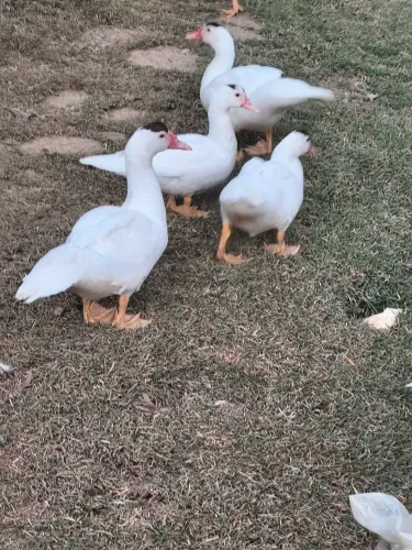Vendo lindos patos