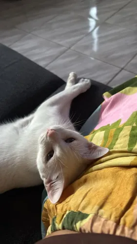 Doa-se gata fêmea 2 anos