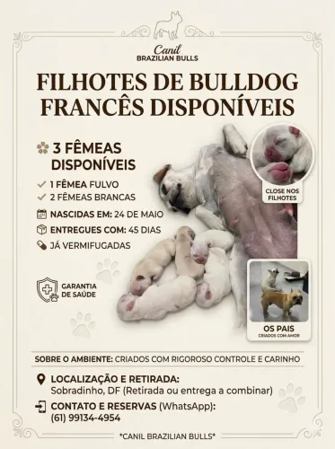 Lindas Fêmeas de Bulldog Francês - Canil BRAZILIAN BULLS