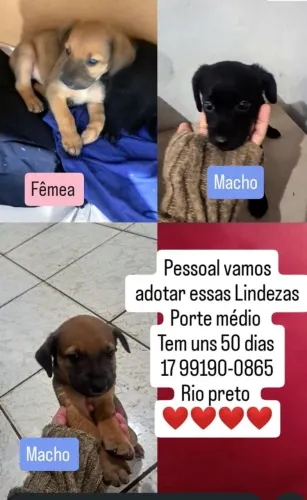 Cachorrinho bebê 