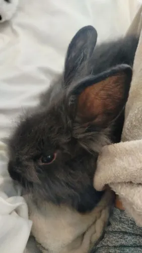 Filhotes Lionhead disponíveis!