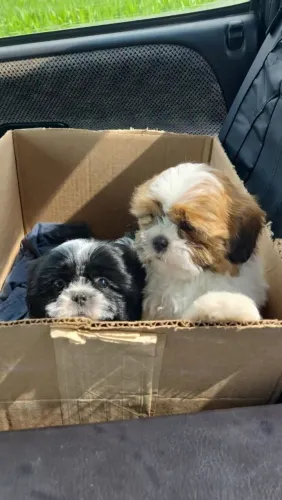 Shih Tzu Um doguinho pronto para ganhar um novo lar