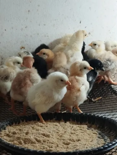 Vendo pintinhos caipira 10 reais cada 