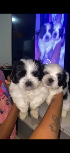 Filhotes de shih tzu