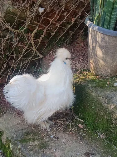 Troco galos sedosos