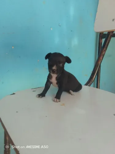 Pinscher miniatura fêmea 